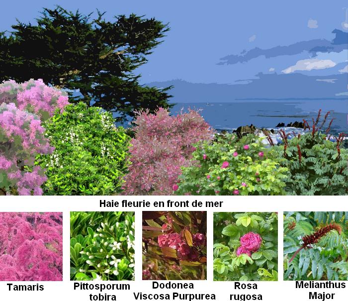 Exemple De Epitete Ornante  rossnichollsarch1102